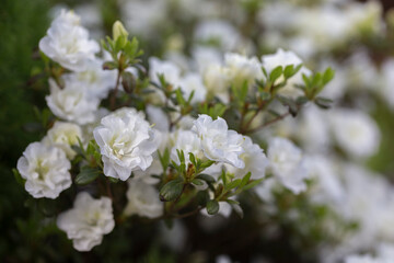 White rhododendron in a modern garden in landscaping. White rhododendron flowers macro. Beautiful white rhododendron flowers macro. Background of white petals. Floral wallpaper.