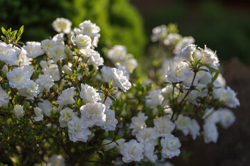 White rhododendron in a modern garden in landscaping. White rhododendron flowers macro. Beautiful white rhododendron flowers macro. Background of white petals. Floral wallpaper.