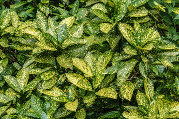 Foliage of spotted laurel (binomial name: Aucuba japonica 'Variegata'), a popular shrub also known...