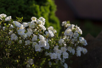 White rhododendron in a modern garden in landscaping. White rhododendron flowers macro. Beautiful white rhododendron flowers macro. Background of white petals. Floral wallpaper.