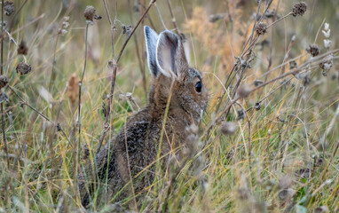 Rabitt Hidden in Grass