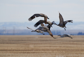 Sandhill Cranes Prairies