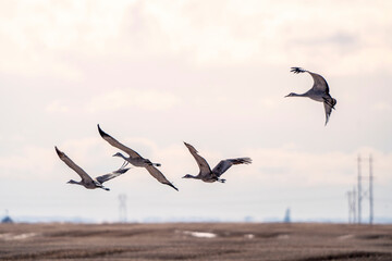 Sandhill Cranes Prairies