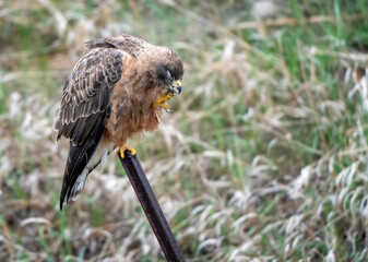 Baby Swainsons Hawk