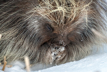 Porcupine Saskatchewan Canada