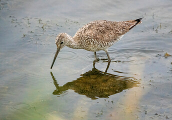 Sandpiper Wading Bird