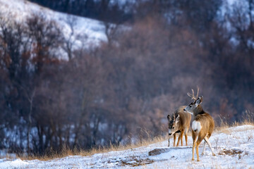 Deer in Winter