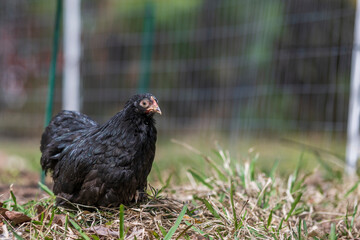 chicken in the grass