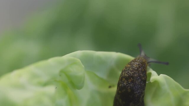 Close-up macro shot video of a common Gray Field Slug (deroceras, reticulatum) crawling up a green cabbage leaf
