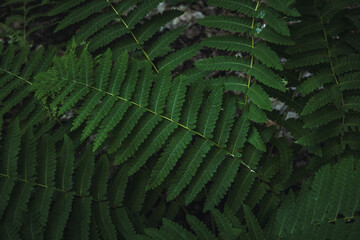 fern leaf background