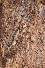 Alpine tree bark in closeup