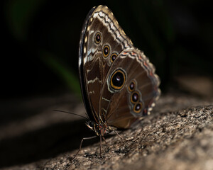 Blue Morpho Butterfly