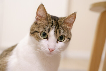 A pet cat looking at the camera