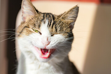 A pet cat looking at the camera