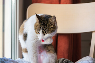 A pet cat cleaning itself