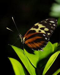 Obraz premium Tiger Longwing Butterfly