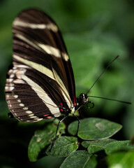Zebra Longwing Butterfly