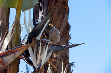 Australian Noisy Miner (Manorina melanocephala)