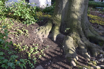 Tronc massif au jardin