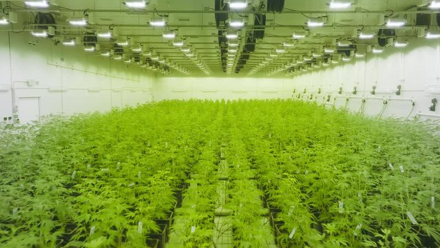 Green, lush plants of cannabis cultivating under special warm lighting indoor. Aerial view of agricultural business of growing organic marijuana for medicinal purposes. High quality 4k footage