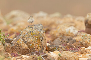 Berthelot's pipit (Anthus berthelotii) perched on rocks and  foraging in the arid landscape of Fuerteventura Spain.