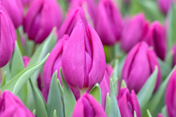 Close Up Pink Tulips At Amsterdam The Netherlands 21-1-2023