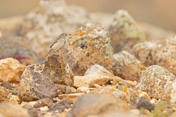 Berthelot's pipit (Anthus berthelotii) perched on rocks and  foraging in the arid landscape of Fuerteventura Spain.