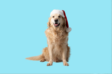 Fototapeta premium A dog, a Golden Retriever with a red Christmas hat on a blue background.Isolate.Studio shooting.