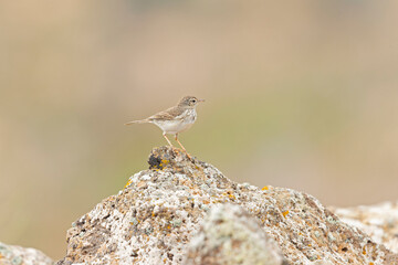 Berthelot's pipit (Anthus berthelotii) perched on rocks and  foraging in the arid landscape of Fuerteventura Spain.