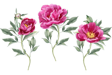 Watercolor pink magenta peony flowers bouquet clipart. Floral arrangement for card, invitation, decoration. Illustration isolated on transparent background - obrazy, fototapety, plakaty