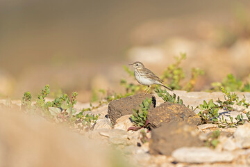 Berthelot's pipit (Anthus berthelotii) perched on rocks and  foraging in the arid landscape of Fuerteventura Spain.