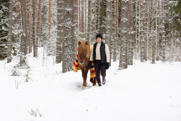 Fototapeta na wymiar Icelandic horse and female rider in snowy Finnish forest