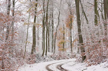 Zima w lesie z akcentem jesieni  © Robert