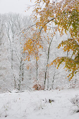 Zima w lesie z akcentem jesieni  © Robert
