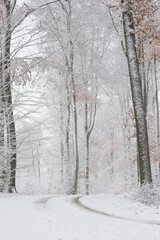 Zima w lesie z akcentem jesieni  © Robert