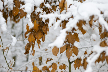 Zima w lesie z akcentem jesieni  © Robert