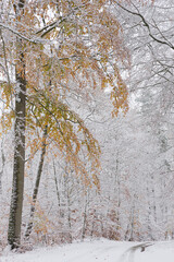 Zima w lesie z akcentem jesieni  © Robert