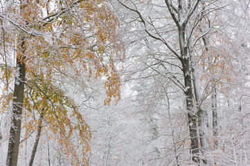 Zima w lesie z akcentem jesieni  © Robert