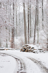Zima w lesie z akcentem jesieni  © Robert