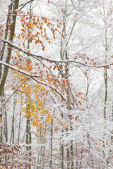 Zima w lesie z akcentem jesieni  © Robert
