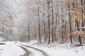 Zima w lesie z akcentem jesieni  © Robert