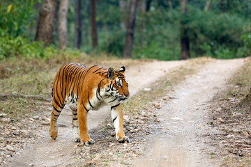 Fototapeta na wymiar Bengal Tiger (Panthera tigris tigris) Crossing Gravel Road. Kanha National Park, India