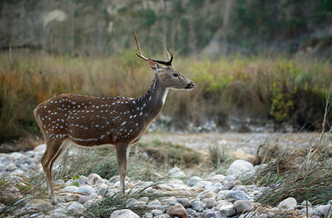 Spotted Deer (Axis axis – aka Chital, Axis Deer). Jim Corbett National Park, India