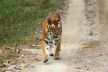 Bengal Tiger (Panthera tigris tigris) Approaching on Gravel Road. Kanha National Park, India