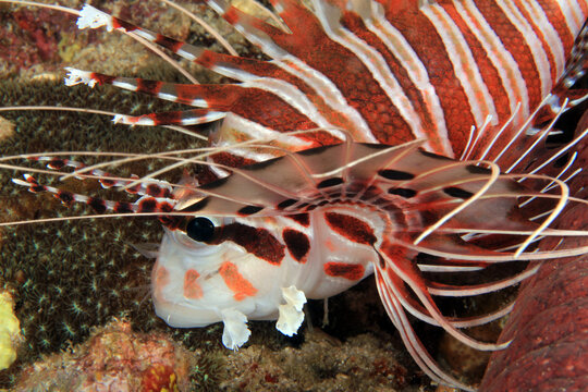 Close-up of a Spotfin Lionfish (Pterois Antennata). Anilao, Philippines