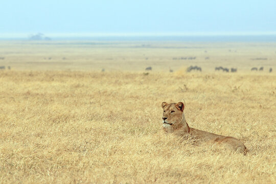 Lioness (Panthera leo) Resting on the Savannah. Ngorongoro Crater, Tanzania
