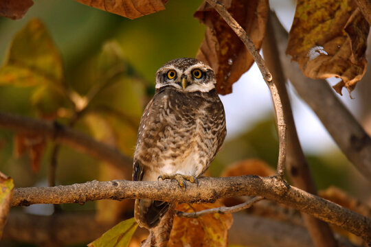 Spotted Owlet (Athene brama) on Branch. Pench National Park, Madya Pradesh, India