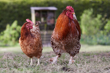 Red rooster with red Sussex chicken free range in garden