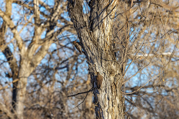Two Birds Searching for Food 1