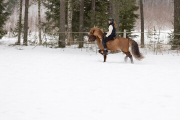 Icelandic horse and female rider riding on snowy field. Rider has black helmet.